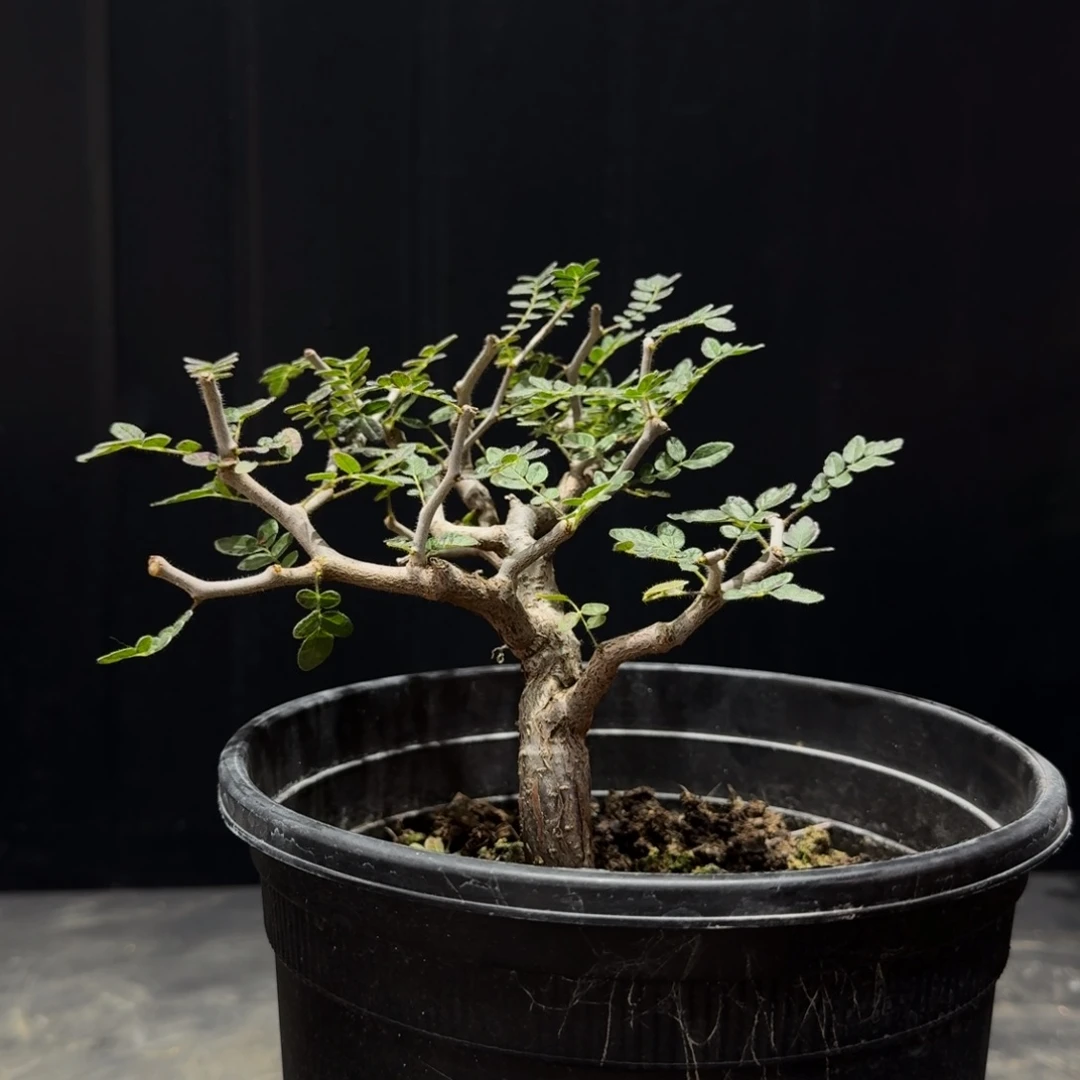 D***4滔天橄榄带盆土哈