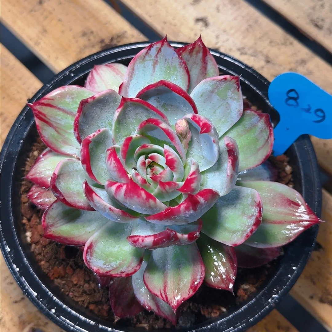 惊鸿仙子一物一拍829号