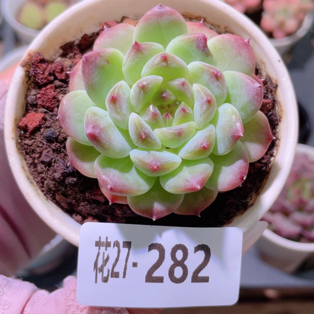 花利美27-282秘境冰魄