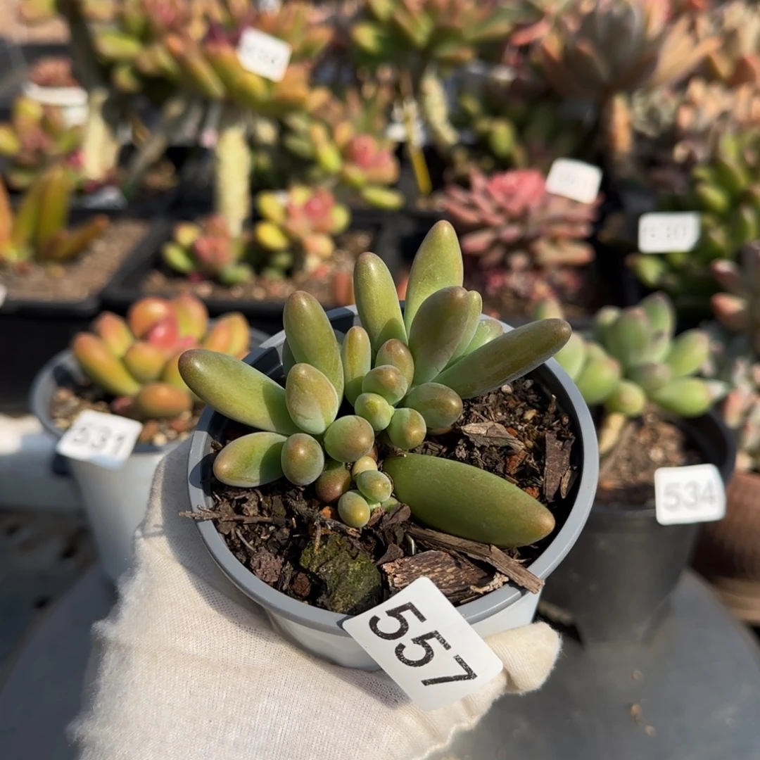 释***怀557号一物一拍一物一拍