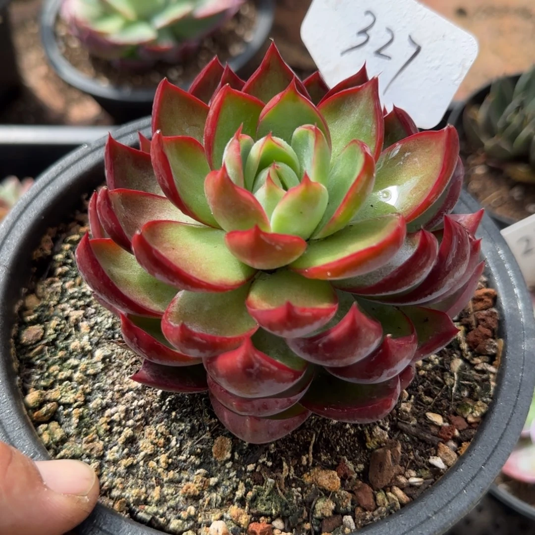 惊鸿一物一拍包装收缩花旱327