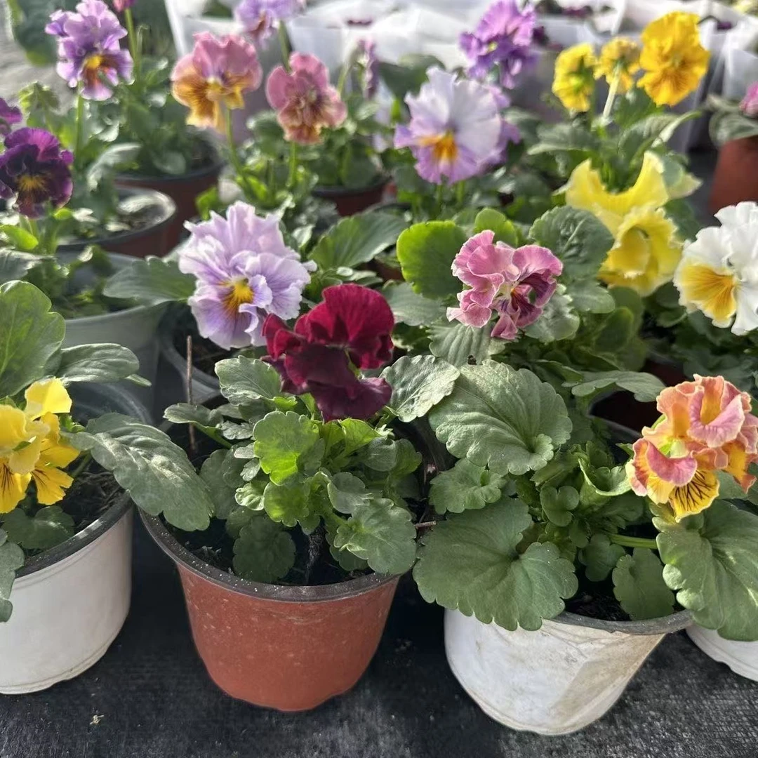 皱边角堇花冬季耐寒盆栽室外花苗蝴蝶花绿化耐寒阳台庭院花卉