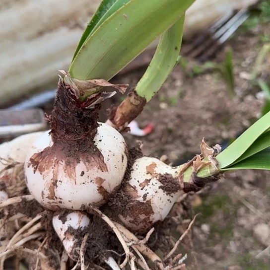 十二单衣6-6.6厘米带2大侧芽