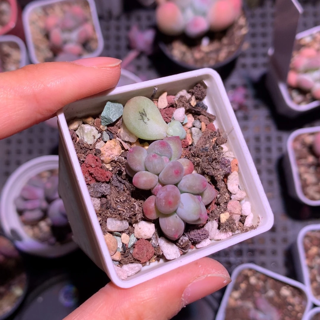 *****一起嚯哈哈哈哈哈