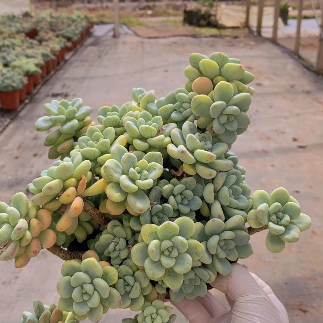 014劳尔整桩一物一拍