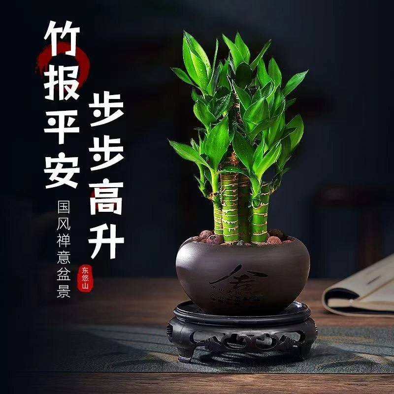富贵竹绿植招财植物办公桌小盆创意栽节节高室内花卉栀子花老桩