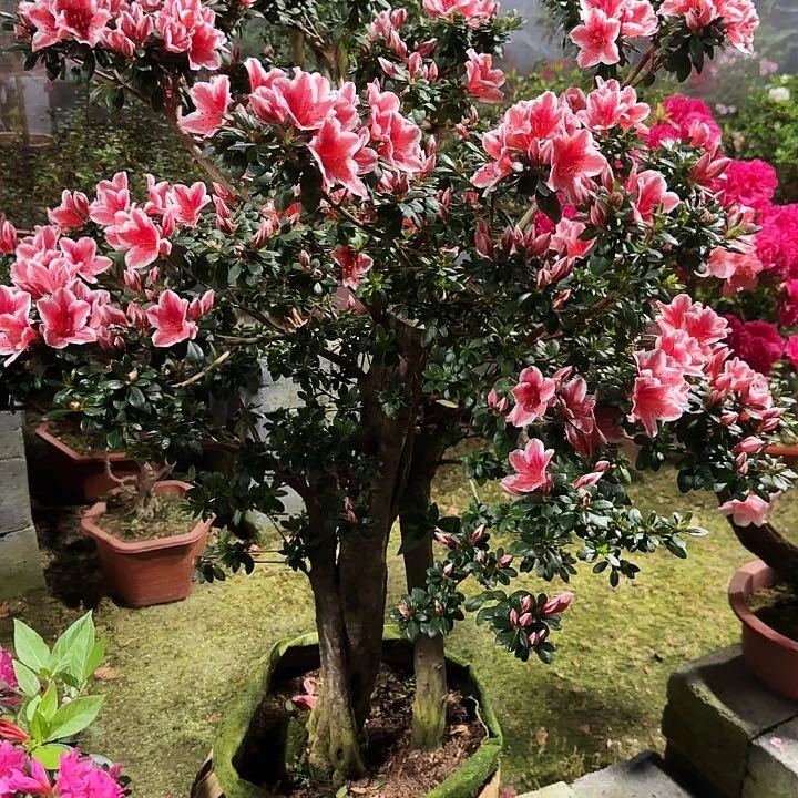 过*客杜鹃盆景老桩