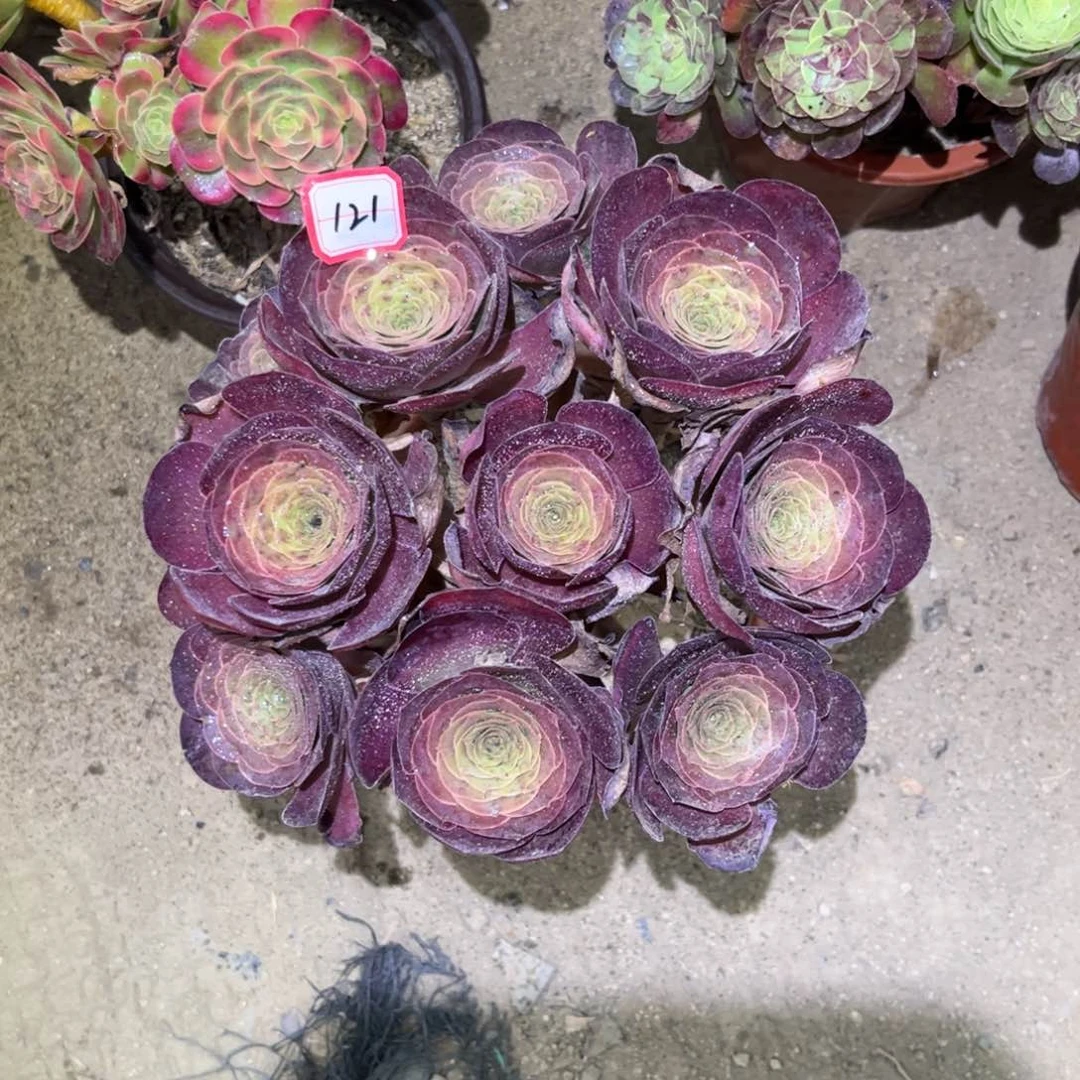 121多肉植物魅金玫瑰