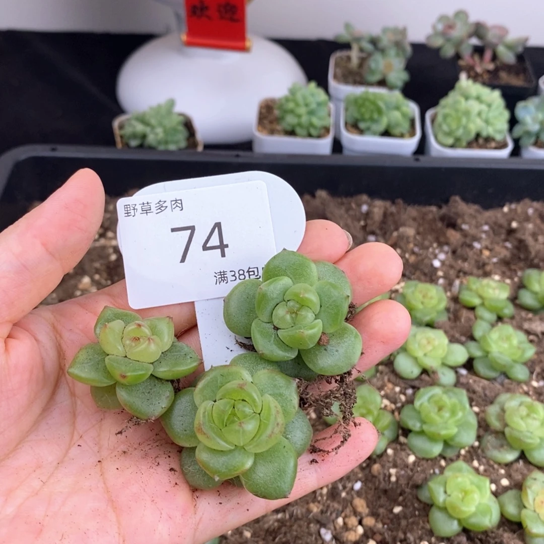 74号珍妮三颗一组包邮