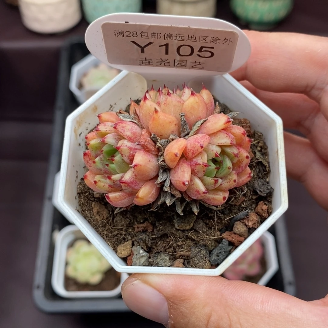 0105 万圣夜 5cm
