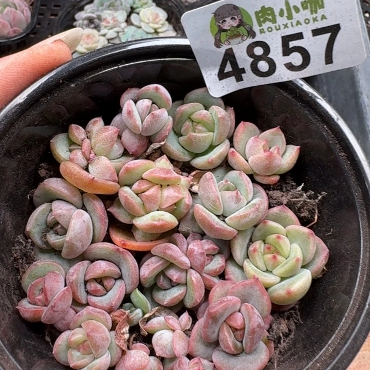 多肉植物多肉植物