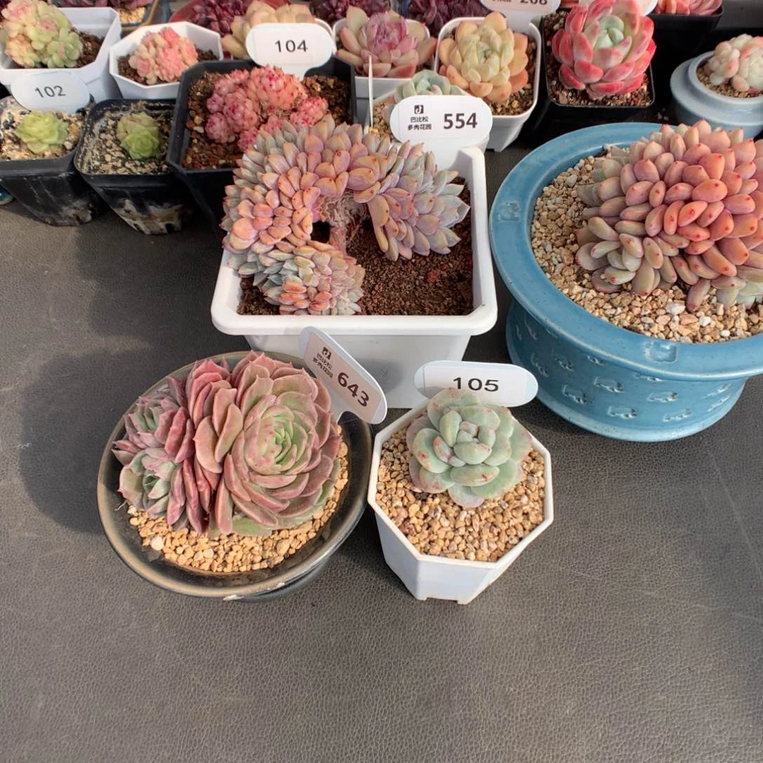 反*序643-105 昂斯诺石化冰玉石化