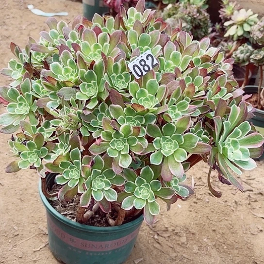 082雨花石掐心爆崽老桩