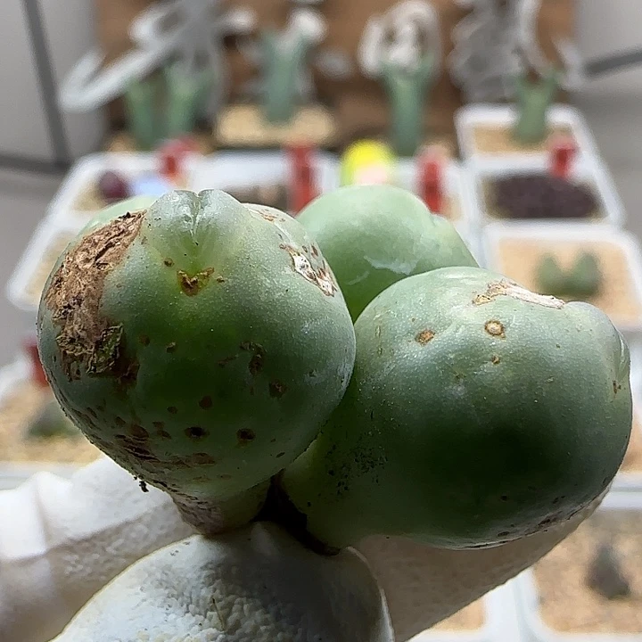 11-19-132当天满38包邮4头玻尿酸海豚嘴拳拳1.5cm