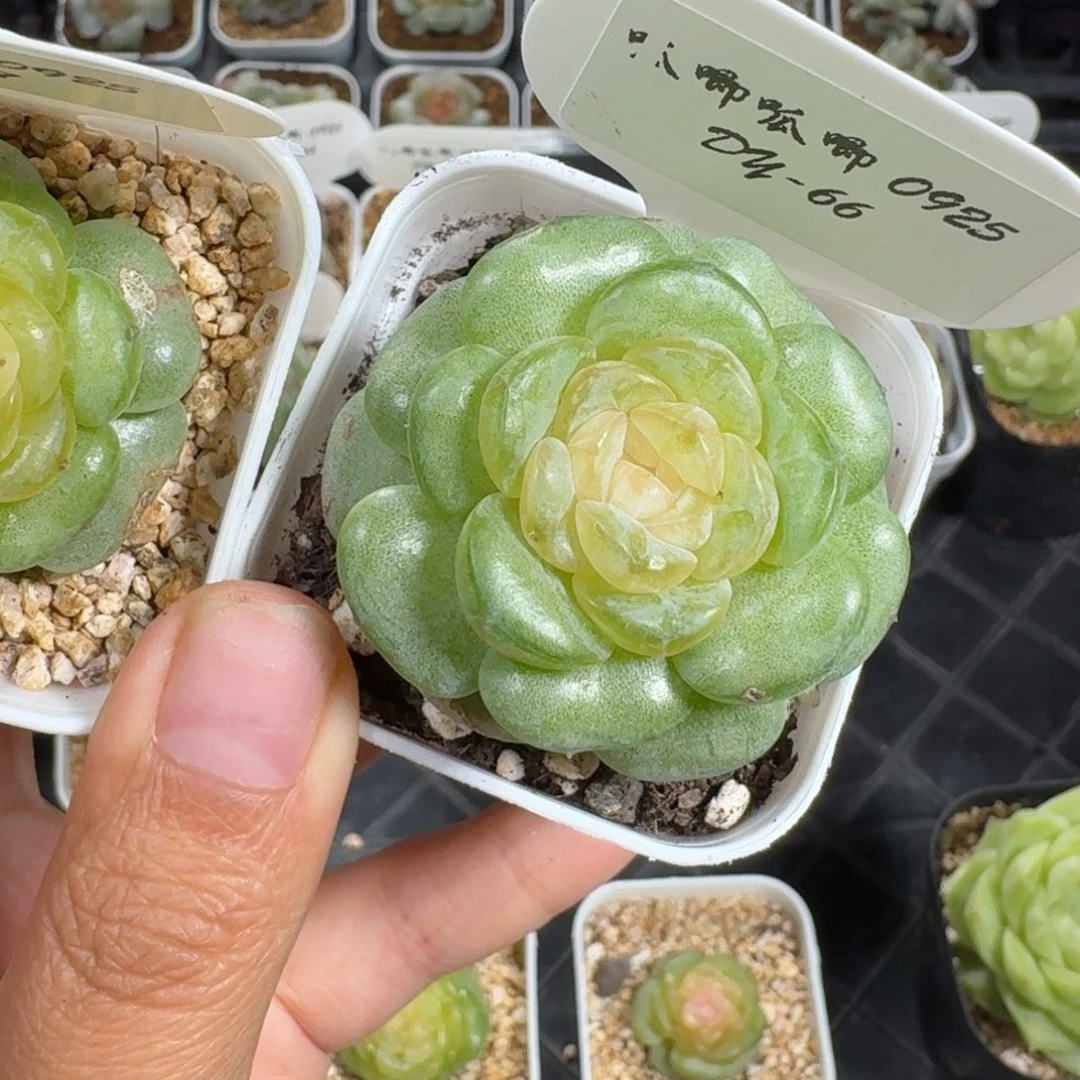 执***颜0925-066-粉椰嘟嘟