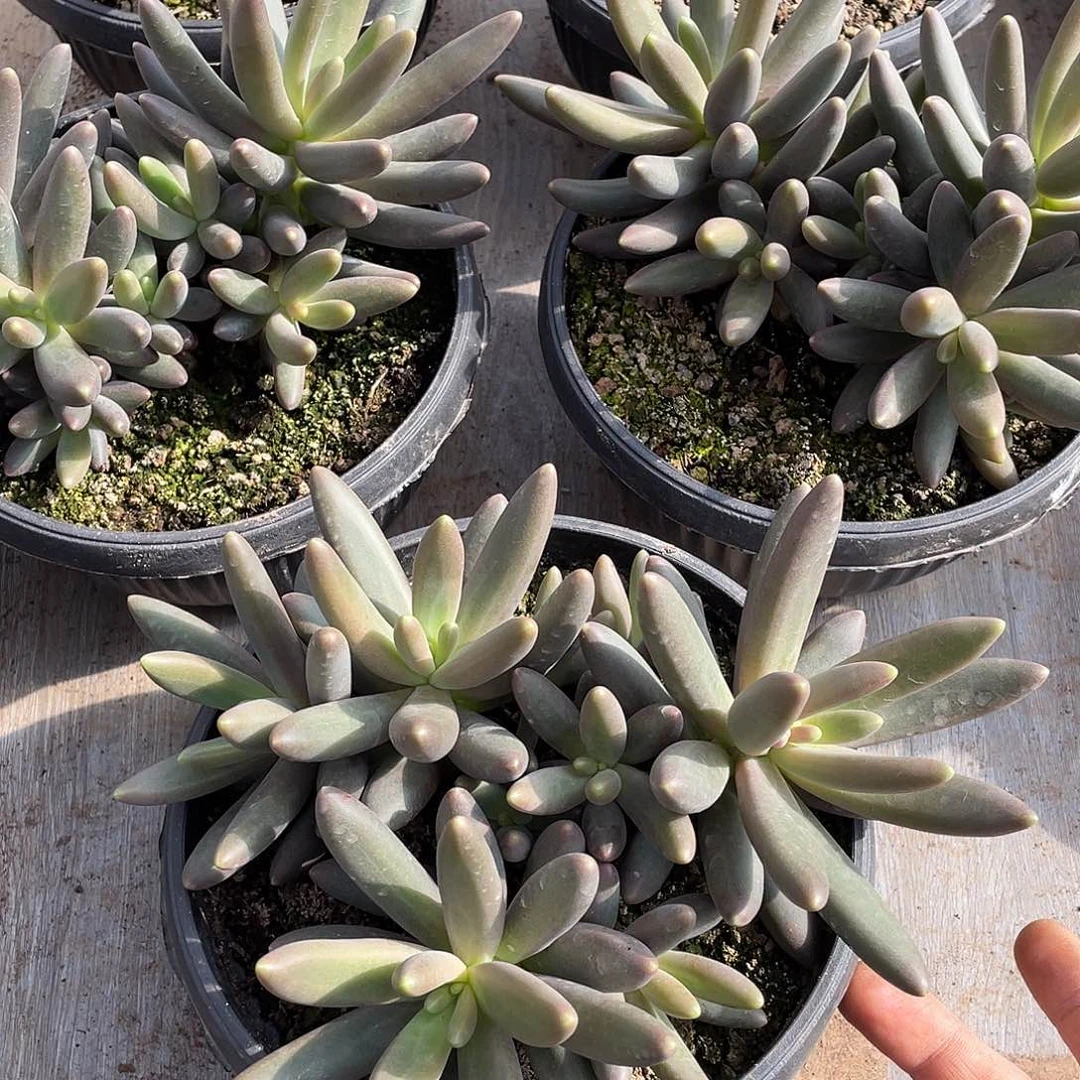 烟的花美人群生18厘米可挑