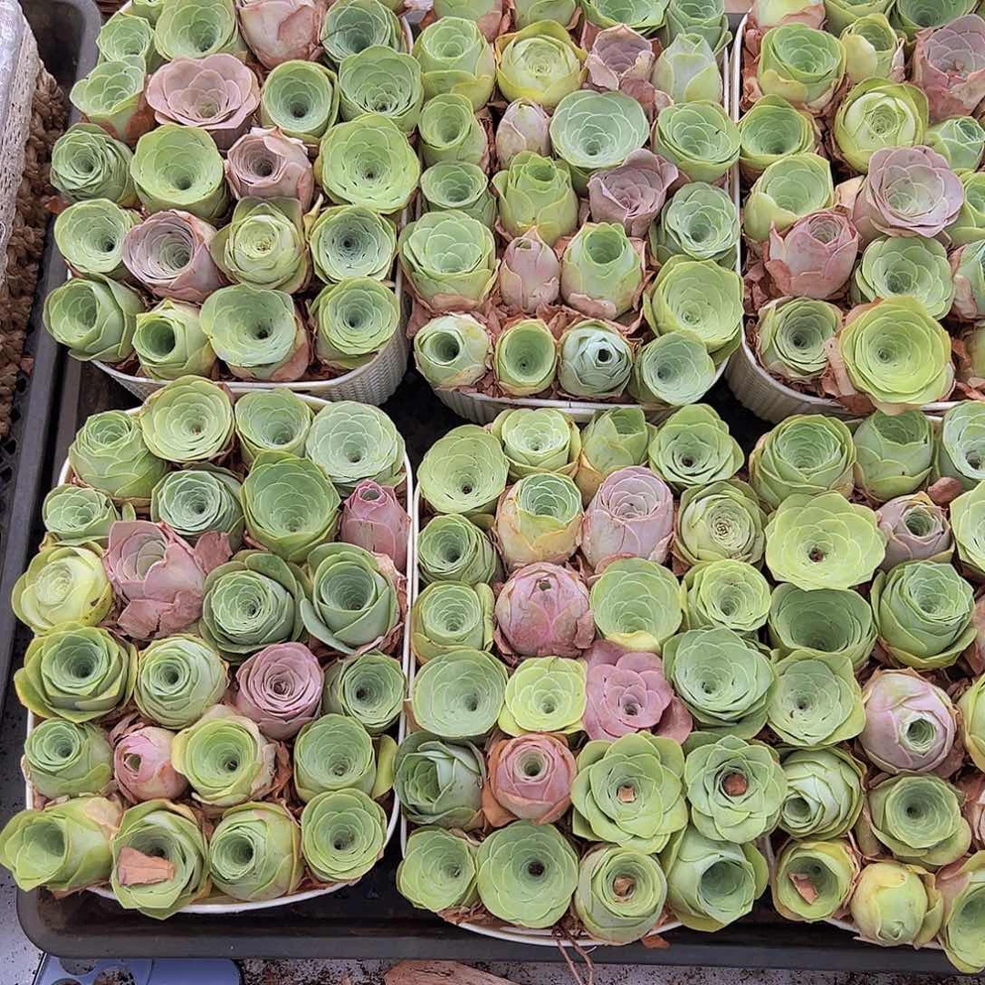 大苗组合24个送蓝子