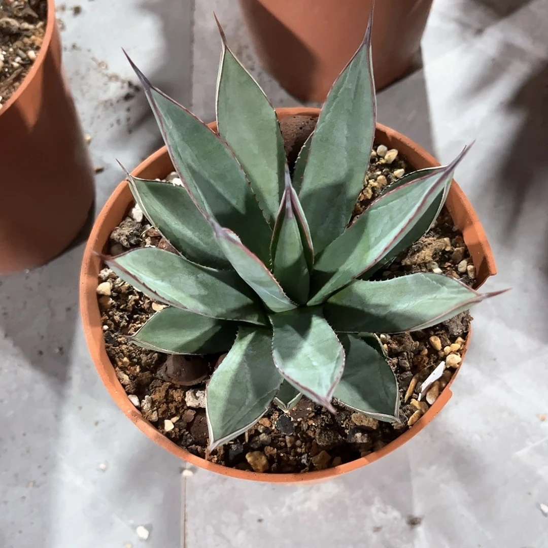 清**光龙舌兰蓝色火焰70