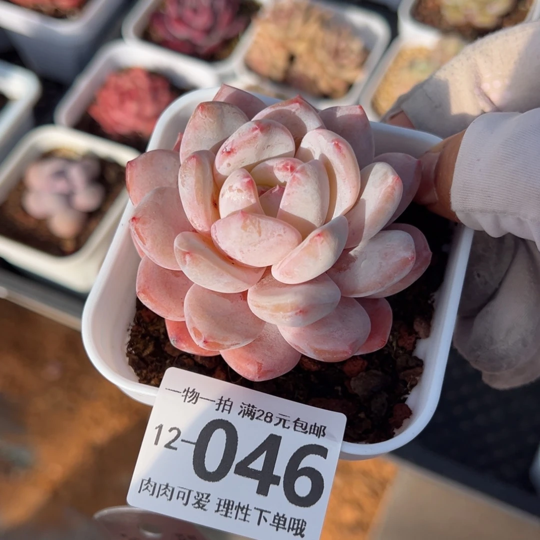 橙梦露多肉多肉多肉多肉