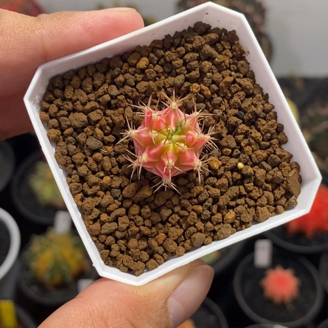 彩虹梦侧芽—带盆土发货48