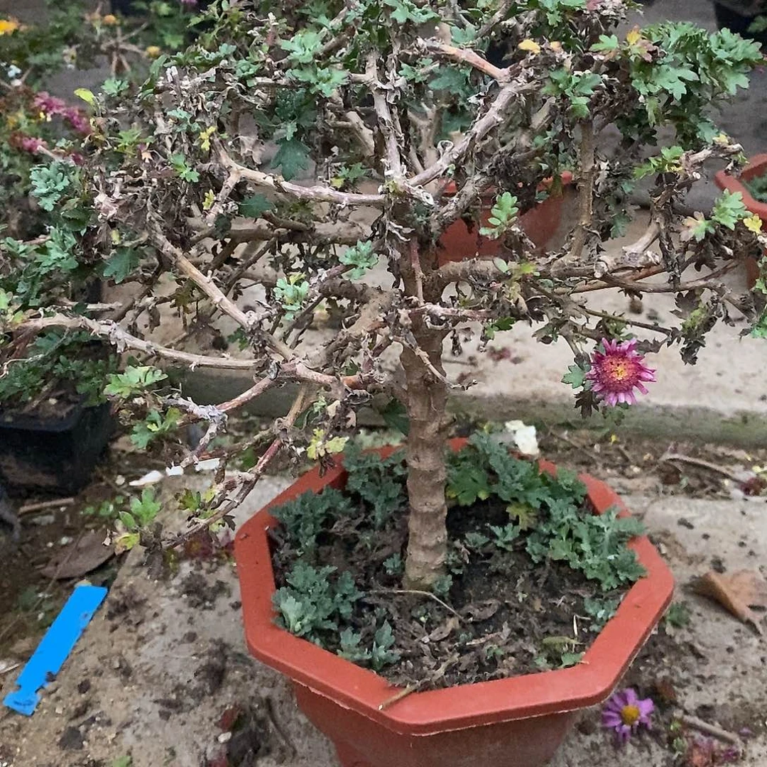 半***欢完全开放盆景菊花