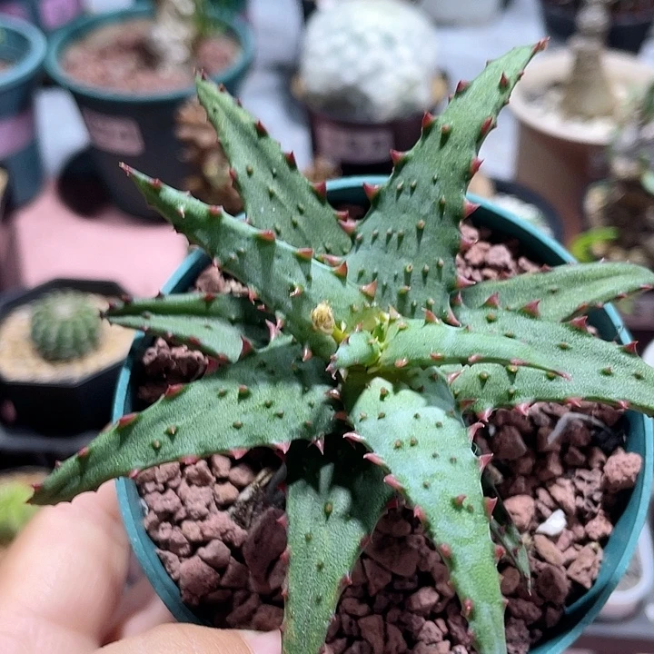 687卡萨帝芦荟植物