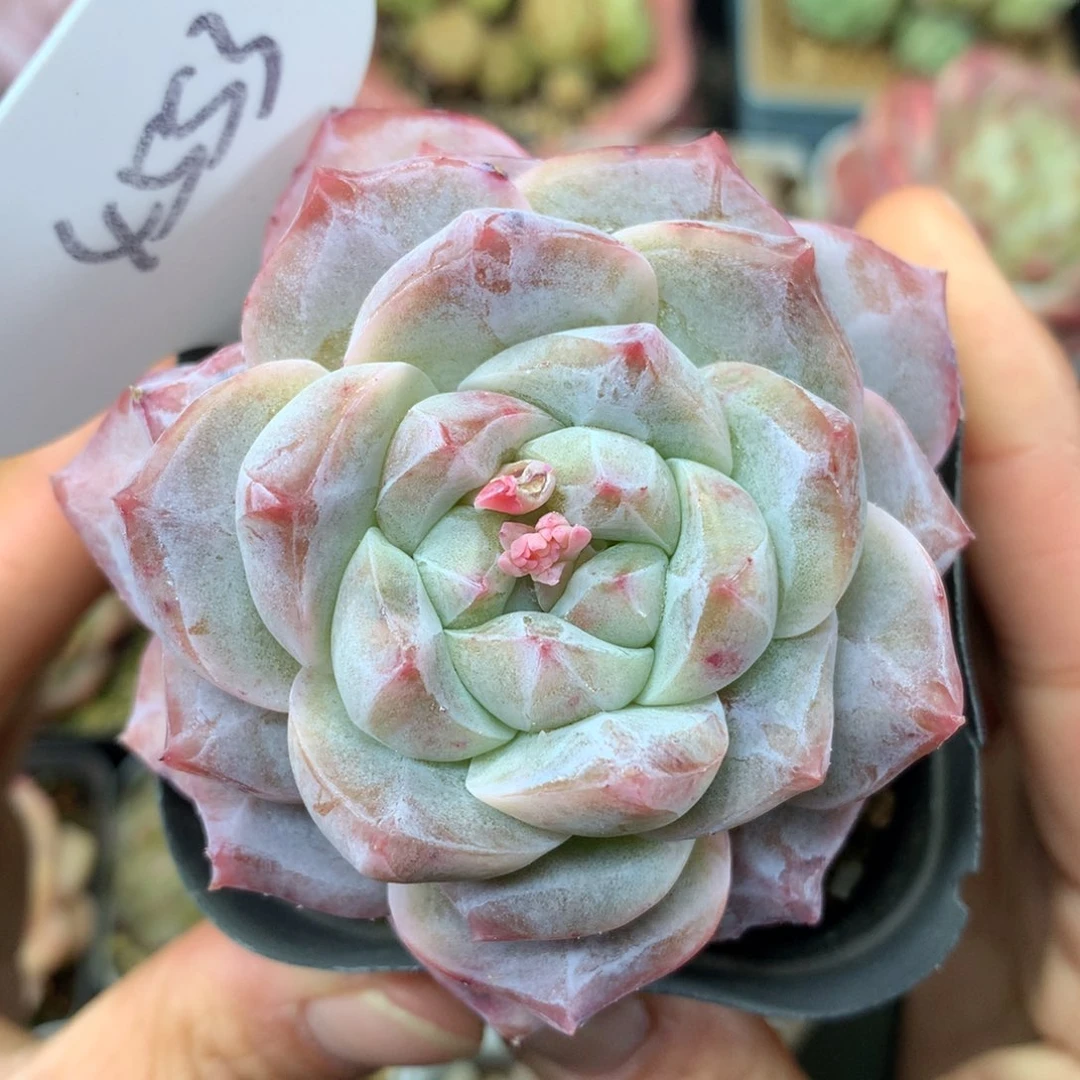 粉钻单头4553多肉