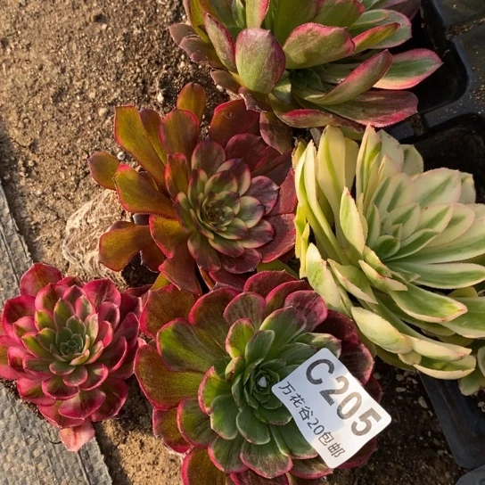 205五颗多肉植物