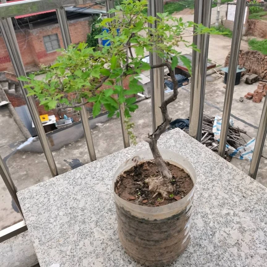 黄荆桃金娘盆景,一物一拍桃金娘大王