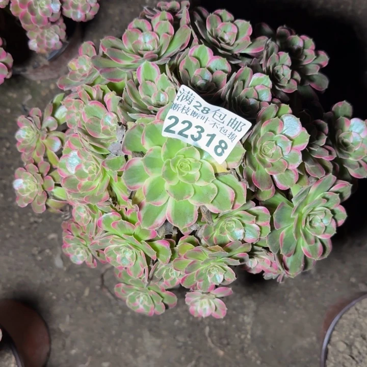 22318安娜多肉植物