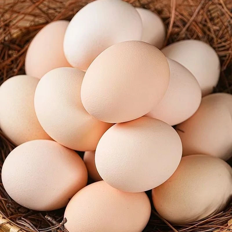 新鲜散养无抗无激素土鸡蛋营养健康SL