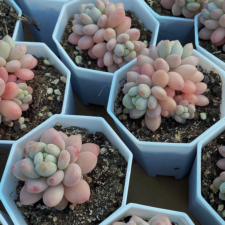 八角盆鱼子酱带盆土