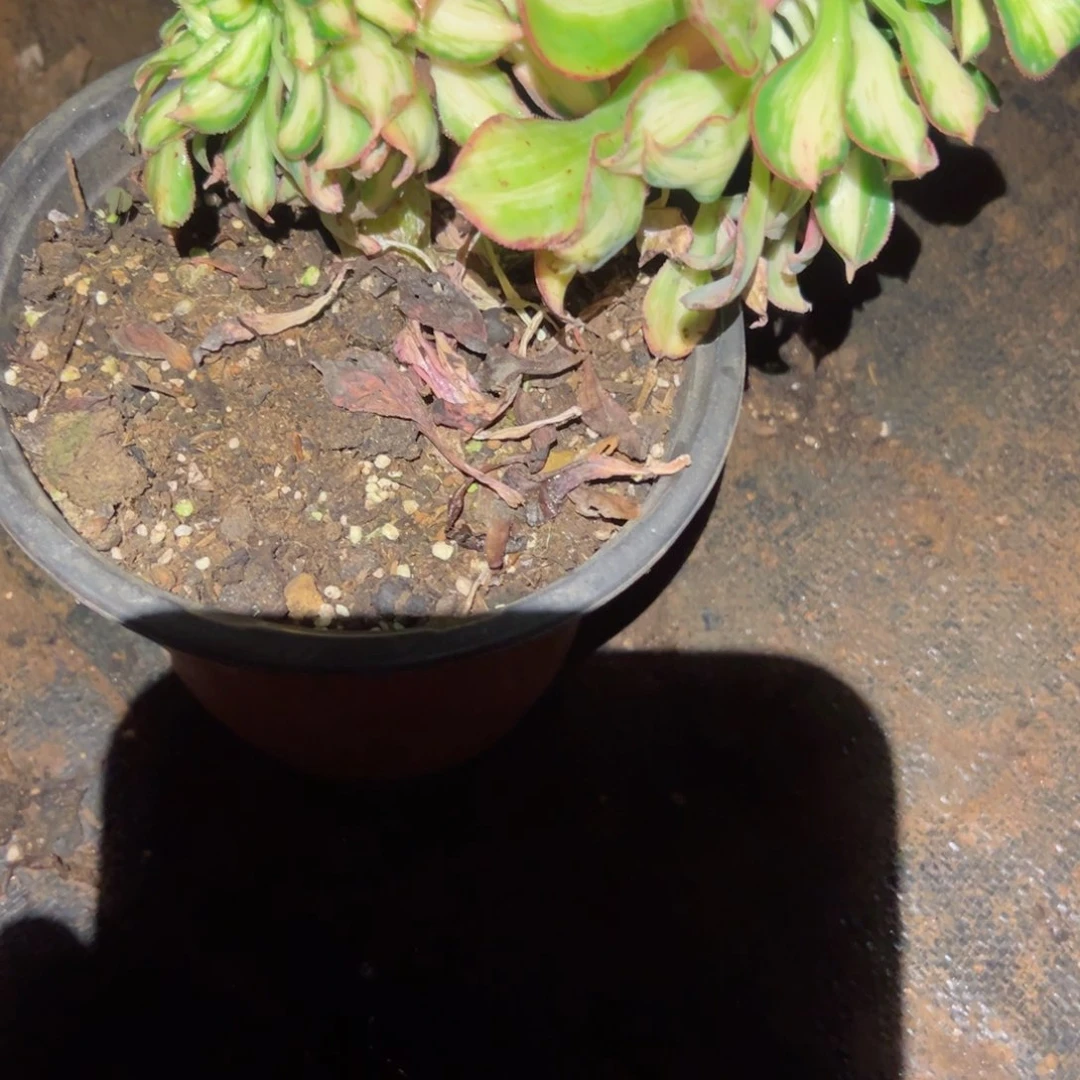 2252 号多肉植物法师