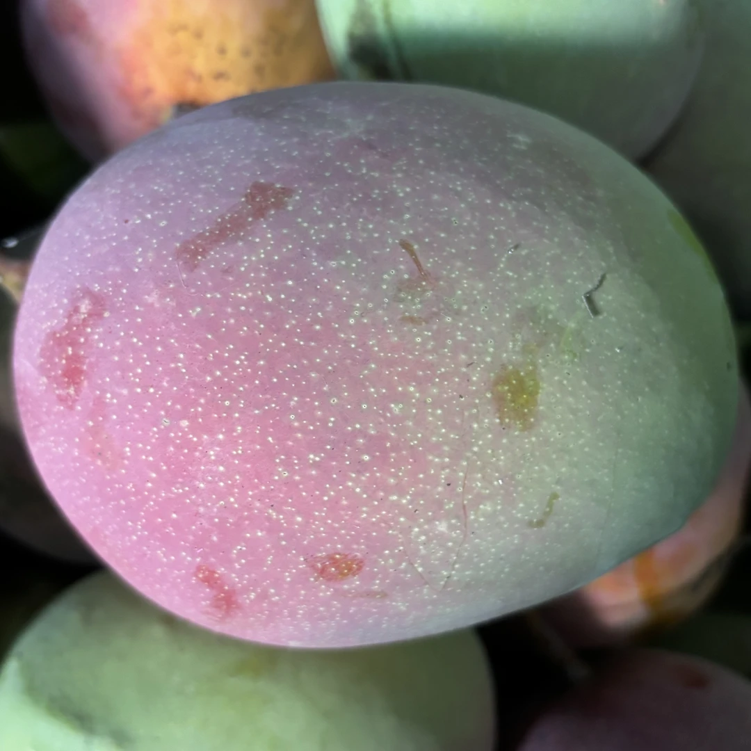 广西澳芒正宗热带芒果多汁果香四溢