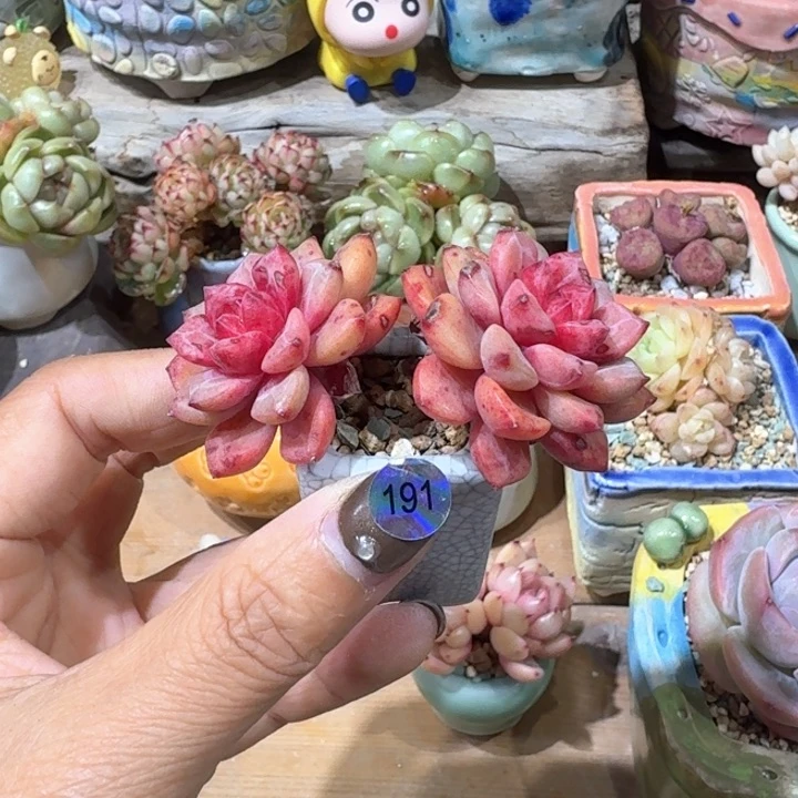 191 多肉含盆土 30远包邮 ➗偏远地区