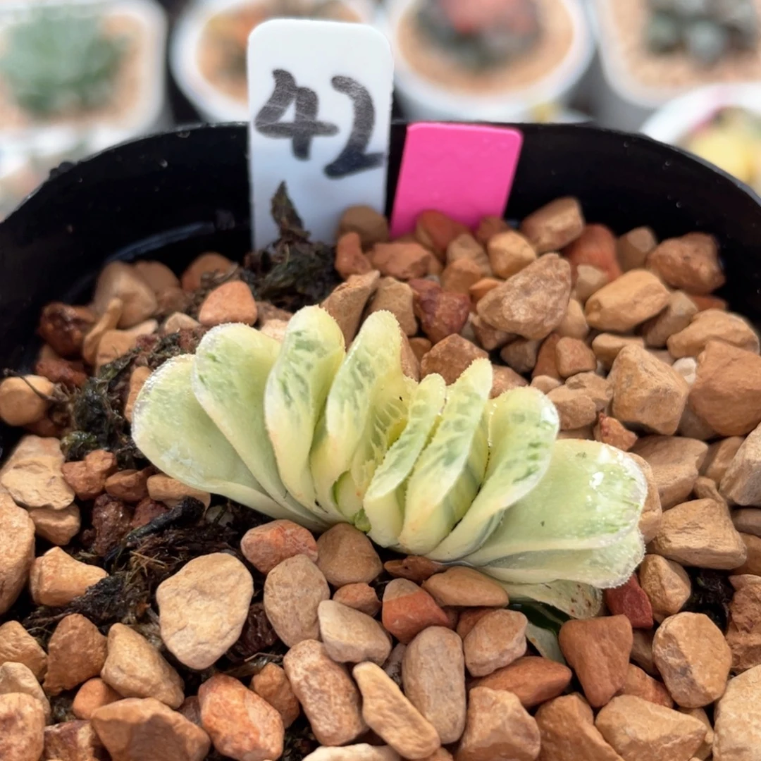 42糊斑绿玉扇锦。