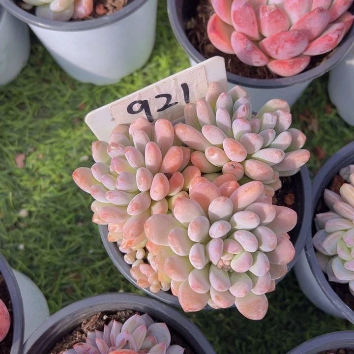 健健康康平平安安