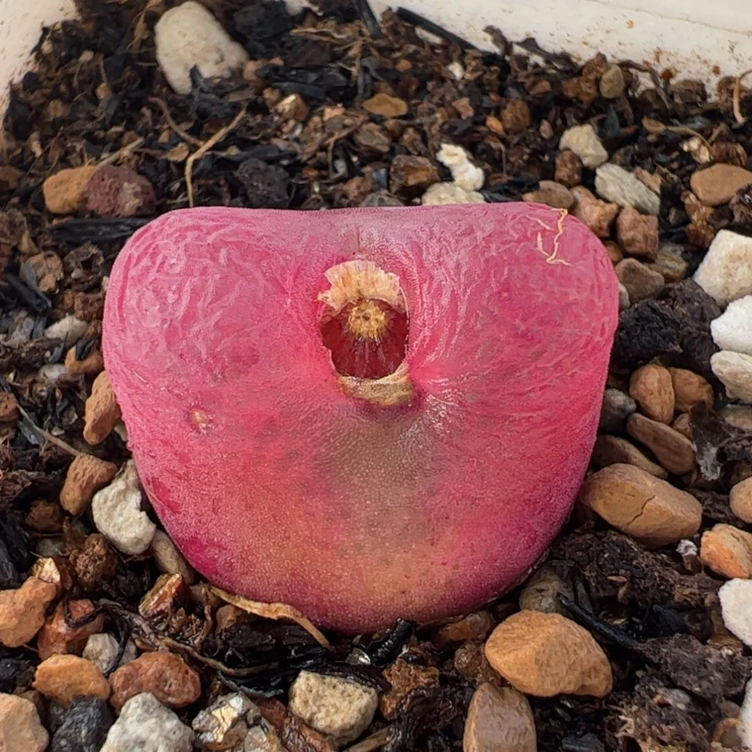 852多肉植物组合