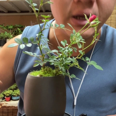 红陶一物一拍所见即所得60