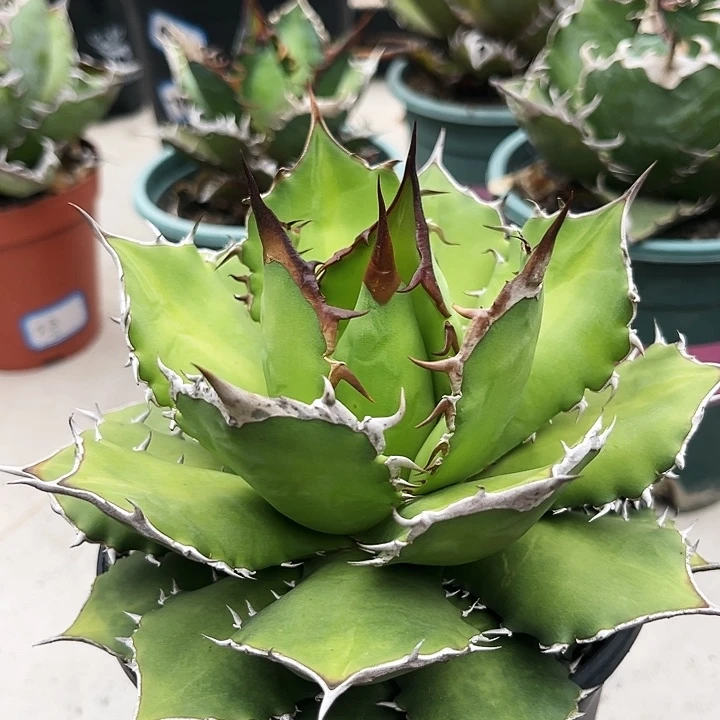潮流植物控养F0076,