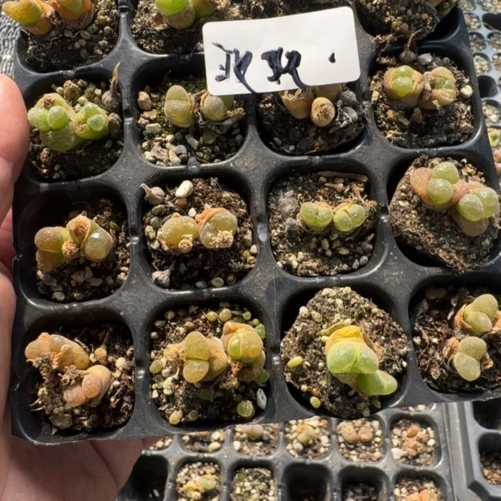 是***～玫瑰双头风铃福利组合福利