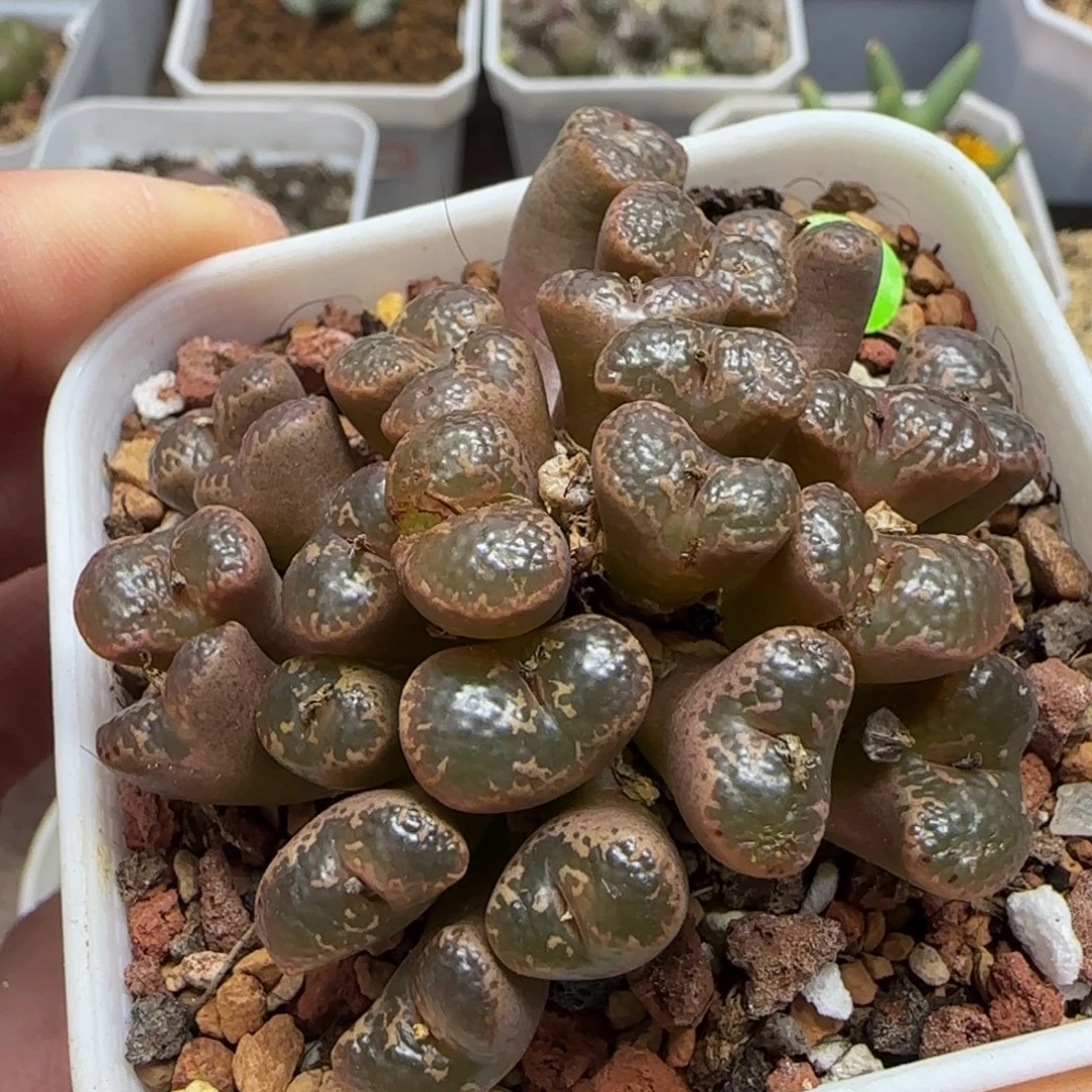 泡泡勋章群多肉植物71