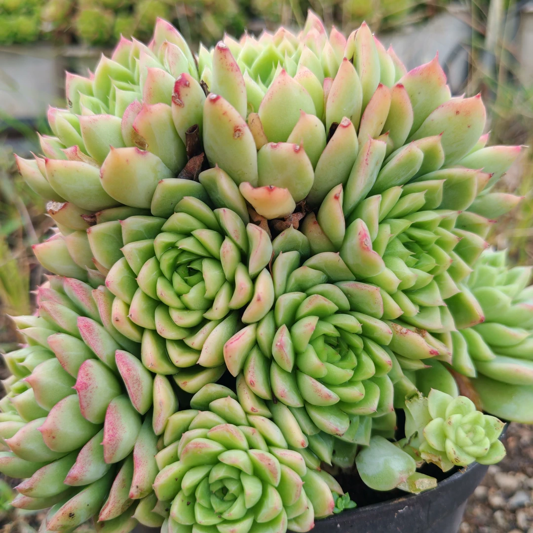 女王玫瑰，有浓郁香味，三年以上多头。（买一送一）