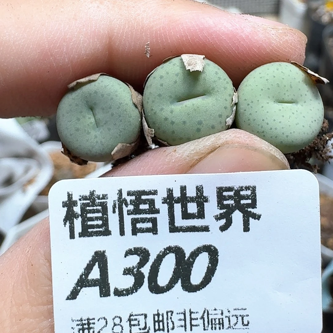 多肉植物的润泽的gg