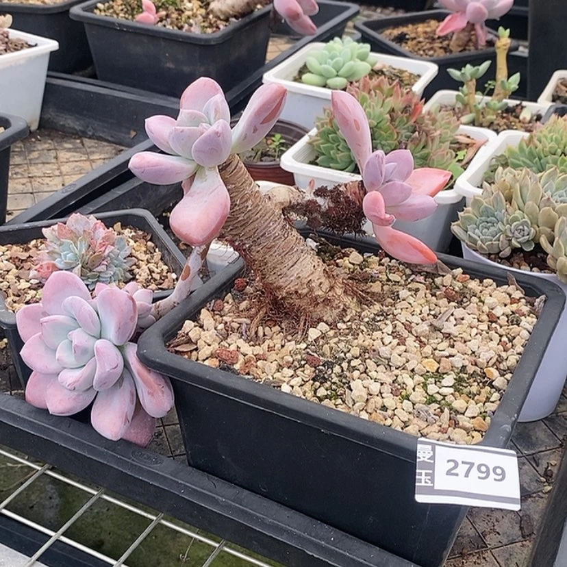 【闪购商品】奥普2799
