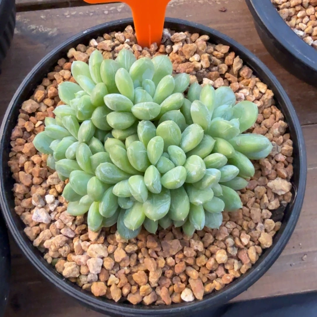 百达翡翠11111111111111111