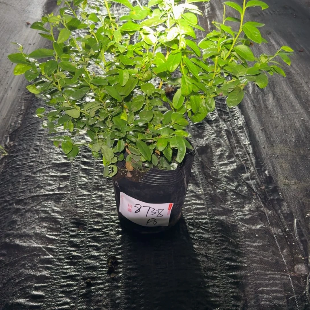 已***置大钵f6一物一拍8738