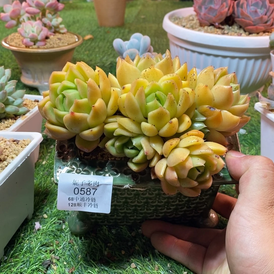 0587啊啊啊啊啊啊啊啊