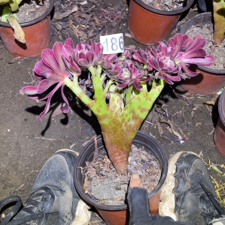 18厘米左右美杜莎追186