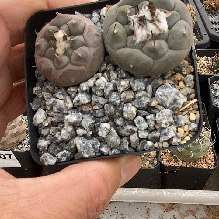 李***肉安德森两个一盆。zz